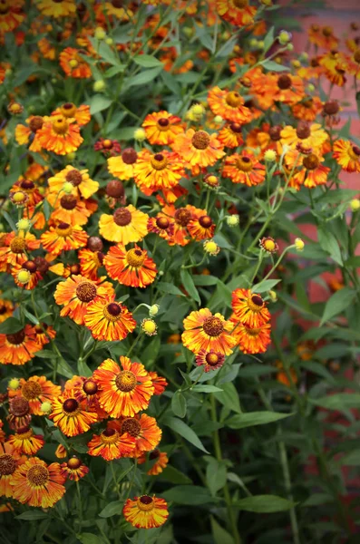 Blühen orange Blüten — Stockfoto