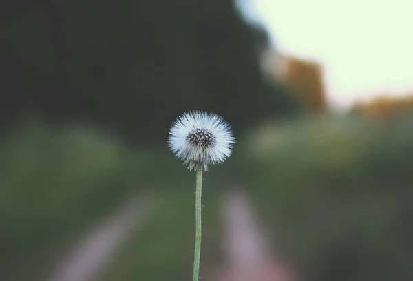 Semillas de diente de león sobre fondo natural — Foto de Stock