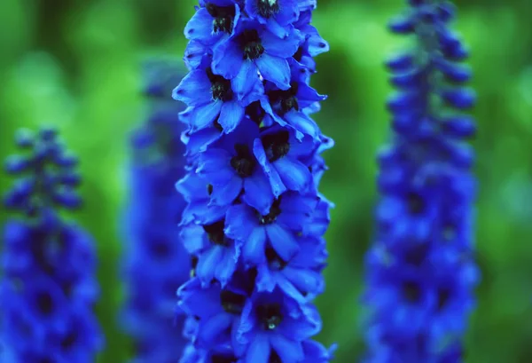 BloemDelfiniumplant — Stockfoto