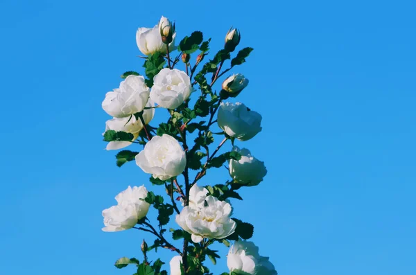 Fleurs de briar blanc rose — Photo
