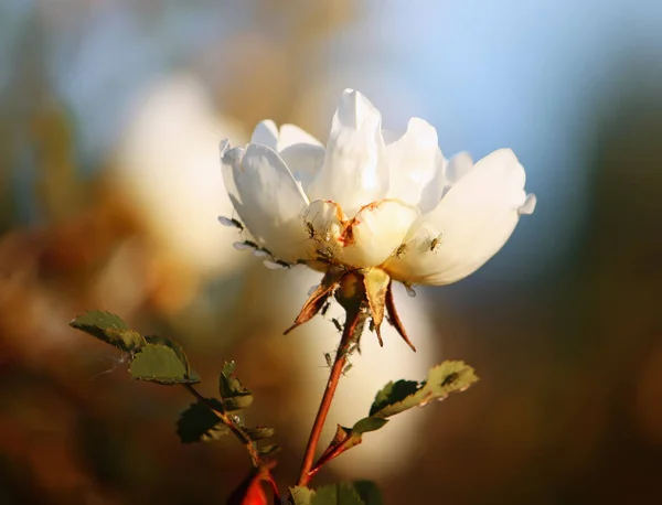 Flowers of briar white rose — Stock Photo, Image