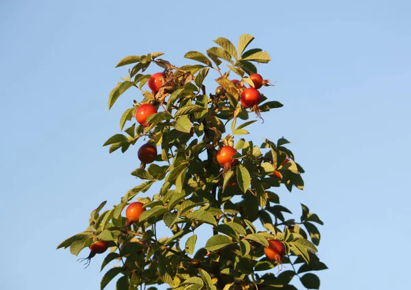 Rozenbottels. De bessen van de rode roos. — Stockfoto