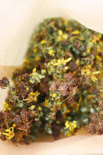 Tutsan-Trockenblumen — Stockfoto