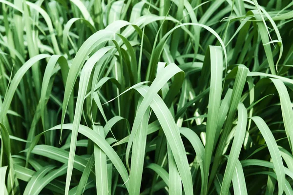 Fresh green grass close up. — Stock Photo, Image