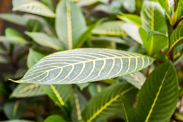 Daun tropis. Tanaman eksotis. Hijau latar belakang alam. Detail alam . — Stok Foto