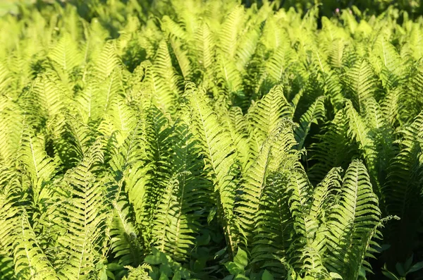 Grüne Blätter der Farnpflanze, die im Frühling im Garten wächst. — Stockfoto