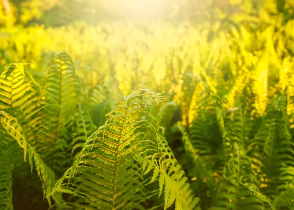 庭の春に成長するシダ植物の緑の葉. — ストック写真