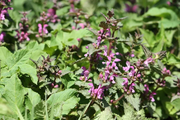 Piękne Botaniczne Ujęcie Naturalna Tapeta — Zdjęcie stockowe