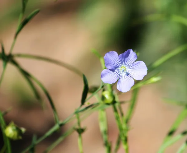 Schöne Blume Auf Der Wiese — Stockfoto