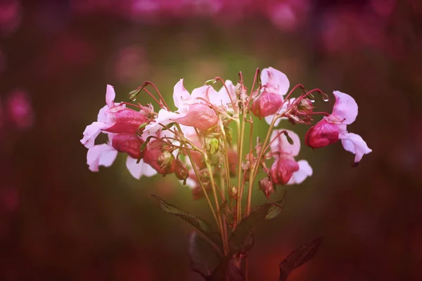 Κοντινή Θέα Των Όμορφων Ανθισμένων Ροζ Λουλουδιών Καλοκαίρι — Φωτογραφία Αρχείου