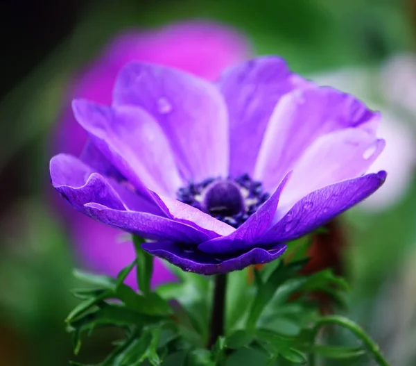 庭の美しい紫色の花 — ストック写真