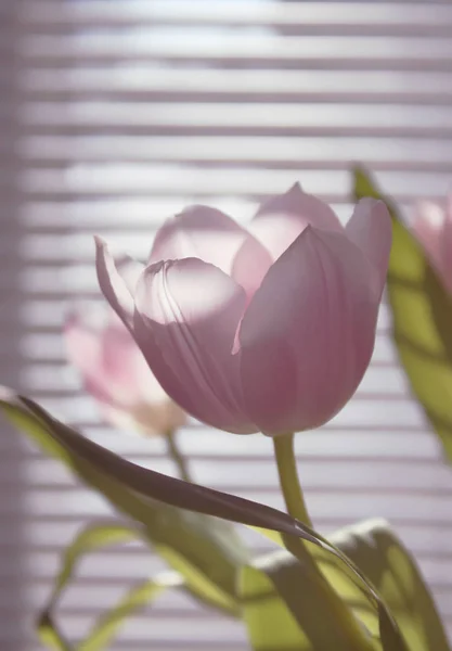 Tulipanes Sobre Fondo Pared Blanco — Foto de Stock