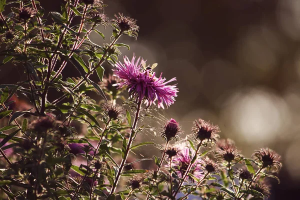 Beautiful Flowers Floral Nature — Stockfoto