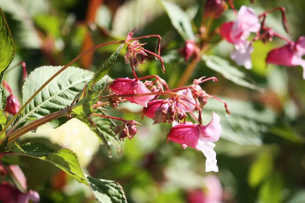 Piękne Botaniczne Ujęcie Naturalna Tapeta — Zdjęcie stockowe