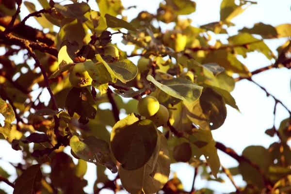 Schöne Botanische Aufnahme Natürliche Tapete — Stockfoto