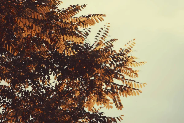 Paesaggio Autunnale Con Foglie — Foto Stock