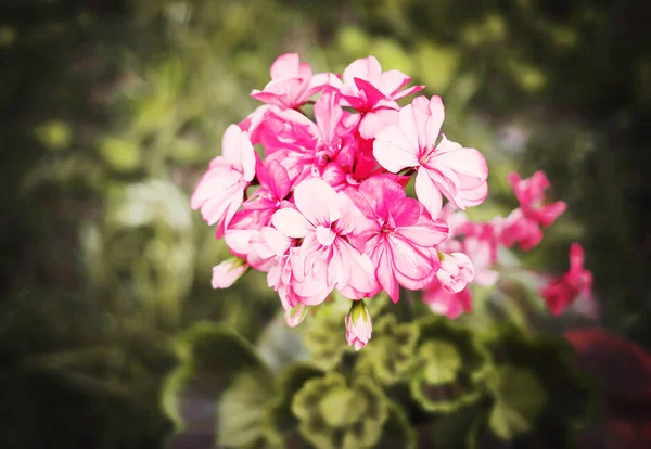Heranium ροζ λουλούδια — Φωτογραφία Αρχείου