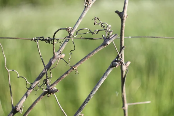 Green Grass Fence Garden Close — 스톡 사진