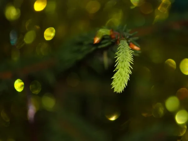 Green Leaves Fir Tree — Foto de Stock