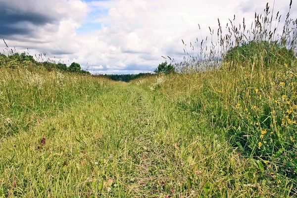 Green grass field in the park Stock Picture