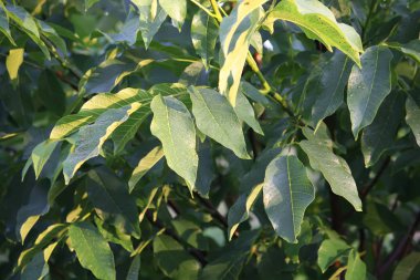 yeşil ceviz yaprakları