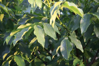 yeşil ceviz yaprakları