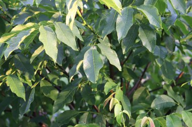 yeşil ceviz yaprakları