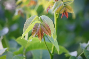 yeşil ceviz yaprakları