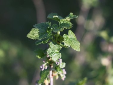 Ormanda yeşil yapraklar