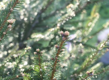 Bir ağacın dalında yeşil kozalaklar.