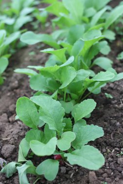 Bahçede yetişen yeşil turp