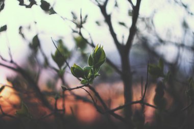 Bahar ağacı dalları kapanır. İlk yapraklar. 