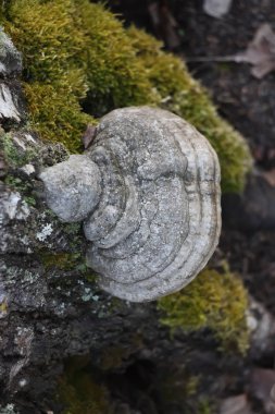 Büyük mantarlı beyaz bir taşın yakın çekimi.