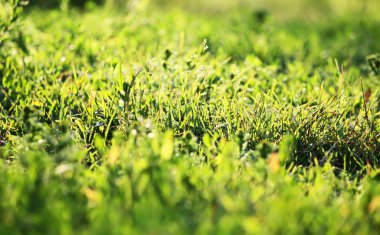 Doğadaki yeşil çimenler