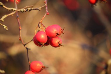 Ne dikenli kırmızı çilekler