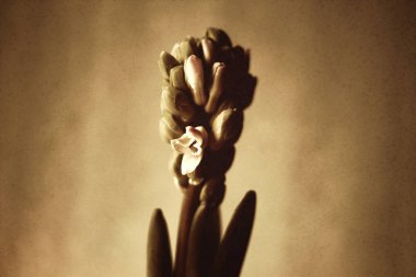 Sümbül çiçeği..