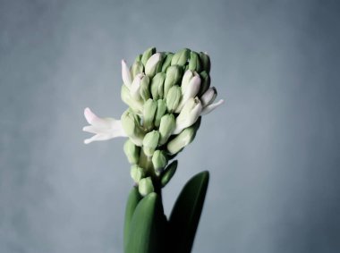 Sümbül çiçeği..