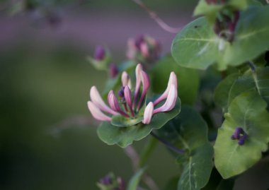 Bahçedeki hanımeli bitkisi