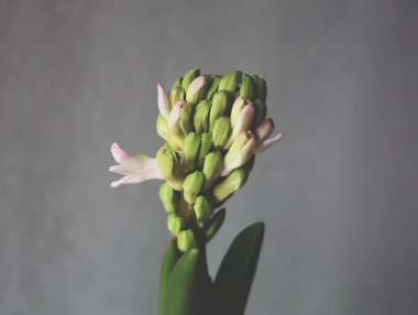 Sümbül çiçeği..