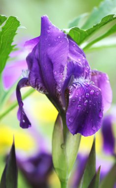 Parktaki parlak irisler