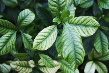 Güzel yeşil yaprak bush