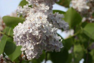 Açık havada leylak çiçekleri