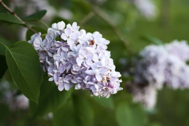 Mor Eflatun çiçekler açık havada