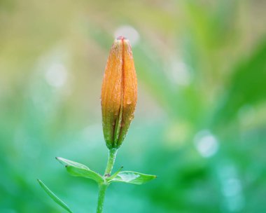 Turuncu zambak çiçekleri