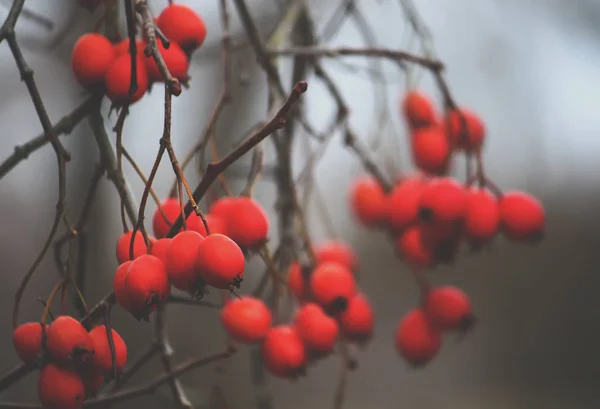 Baies Rowan Rouge Sur Une Branche Dans Forêt Automne — Photo