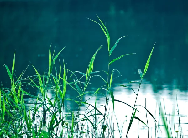 Belle Herbe Verte Dans Lac — Photo