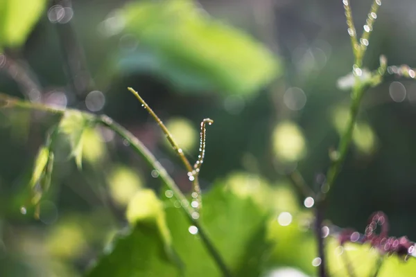 草の上の露が落ちる — ストック写真