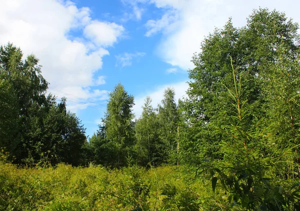 Summer Landscape Latvia — Stock Photo, Image