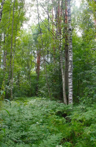 Schöner Wald Sommer — Stockfoto