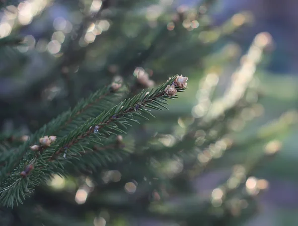 Green Pine Branch Background Forest — Stock Photo, Image